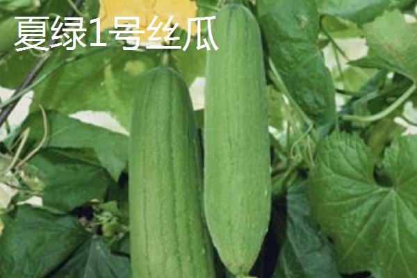 怎么种植丝瓜，结果后期需补肥3-4次