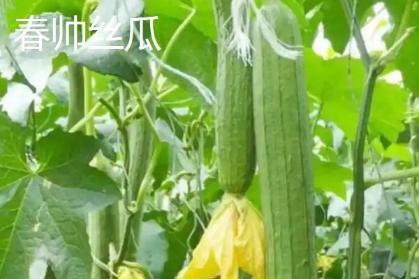 怎么种植丝瓜，结果后期需补肥3-4次