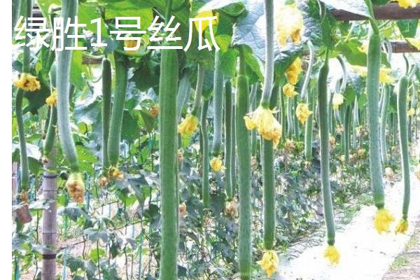 怎么种植丝瓜，结果后期需补肥3-4次