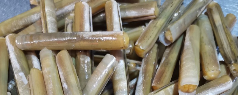 竹蛏简介，常见的有大竹蛏、长竹蛏等