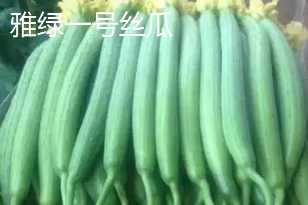怎么种植丝瓜，结果后期需补肥3-4次