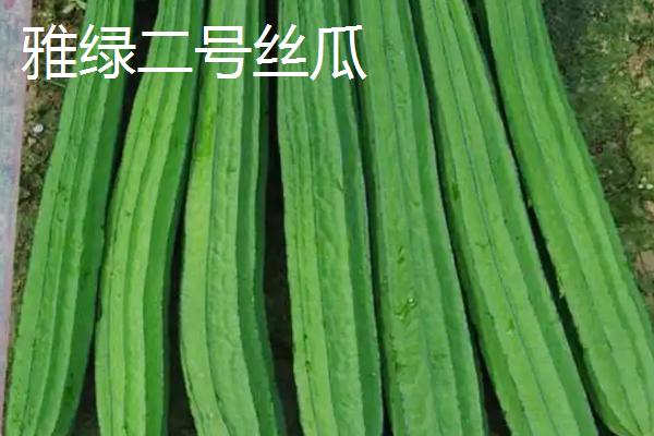 怎么种植丝瓜，结果后期需补肥3-4次