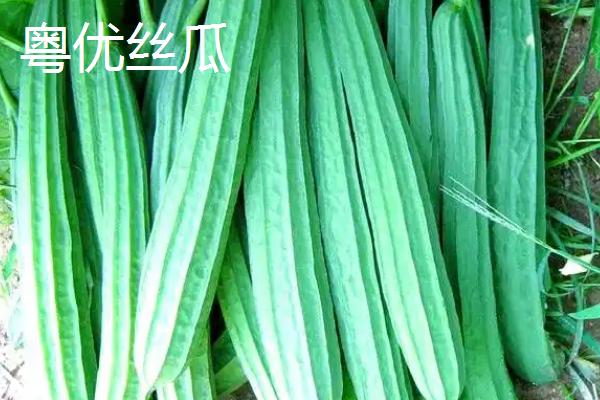怎么种植丝瓜，结果后期需补肥3-4次