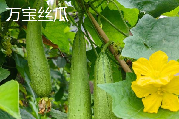 怎么种植丝瓜，结果后期需补肥3-4次