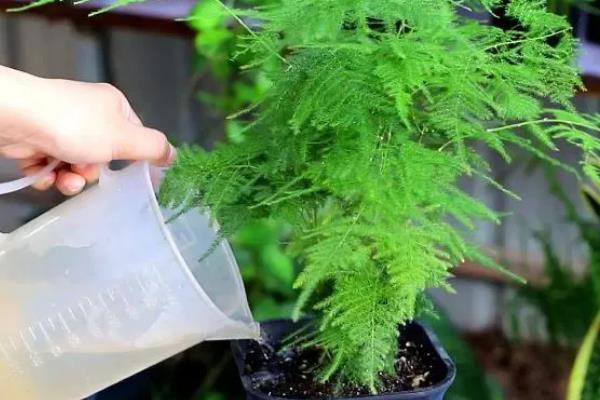 文竹浇白糖水好不好，文竹最好不要浇白糖水