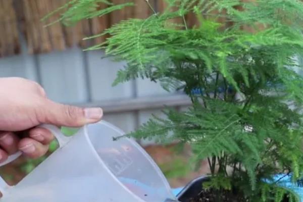文竹浇白糖水好不好，文竹最好不要浇白糖水