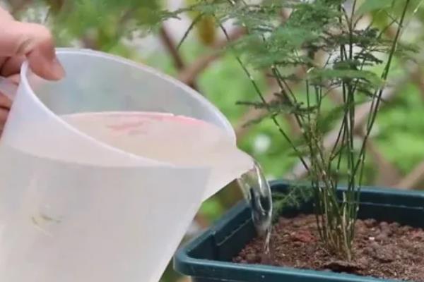文竹浇白糖水好不好，文竹最好不要浇白糖水