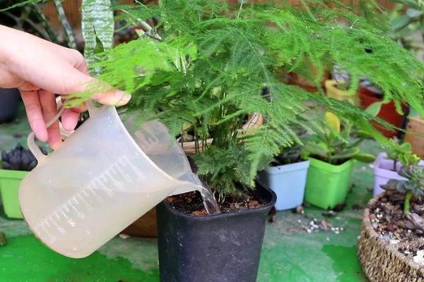 文竹浇白糖水好不好，文竹最好不要浇白糖水