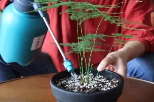 文竹浇白糖水好不好，文竹最好不要浇白糖水