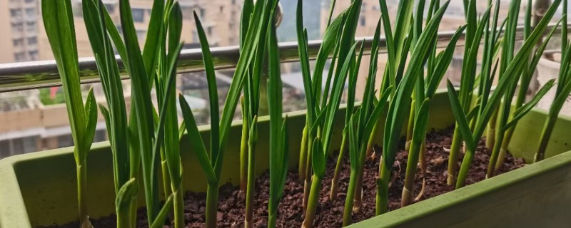 怎么在阳台上种蒜苗，定期喷施多菌灵可让植株健康生长