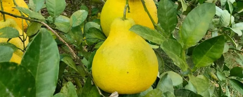 沙田柚的高产栽培方法，剪除长势强、过密过长的外部枝条可提高开花结果率