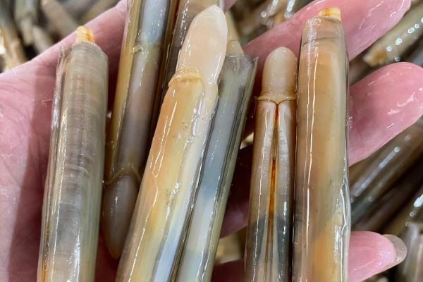 竹蛏简介，常见的有大竹蛏、长竹蛏等