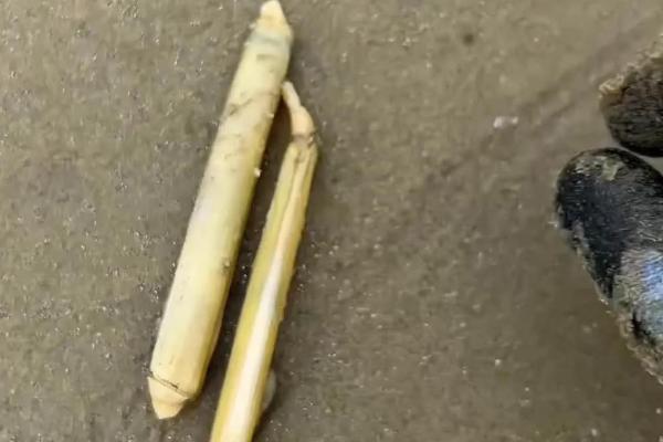 竹蛏简介，常见的有大竹蛏、长竹蛏等