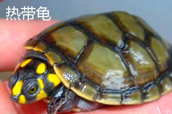 苏卡塔尔陆龟怎么过冬，需要加温过冬