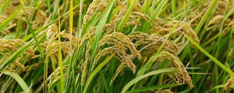 海水稻运用了什么技术，采取基因测序技术及其它辅助育种技术培育而成