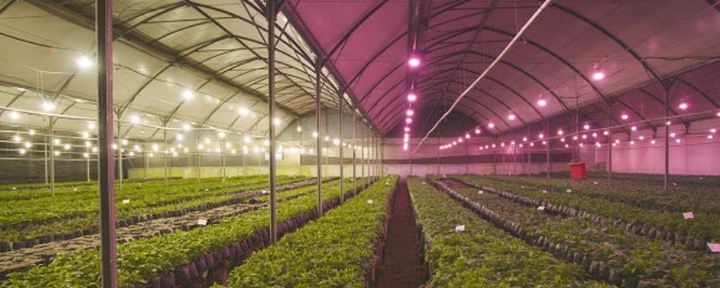 大棚取暖灯的亩用量，一般需要安装30个左右