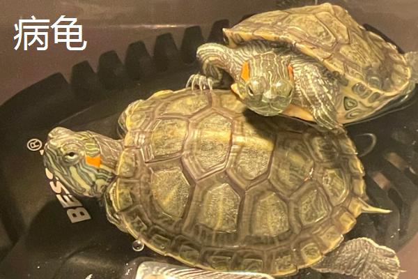 苏卡塔尔陆龟怎么过冬，需要加温过冬
