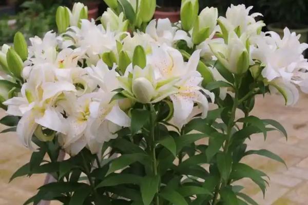 百合花一年开放几次，人为干预可让它开放2次