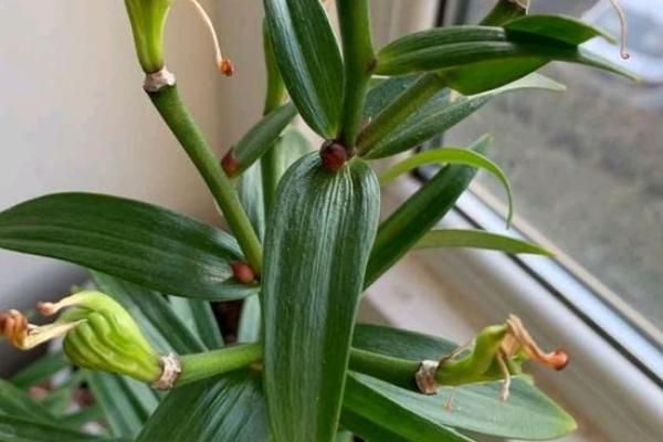 百合花一年开放几次，人为干预可让它开放2次