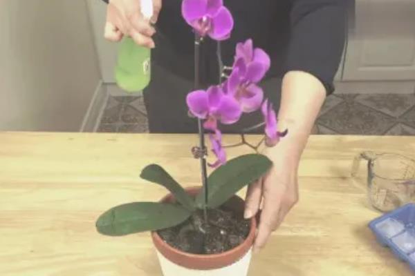 蝴蝶兰怎样管理，喜欢温暖湿润的生长环境