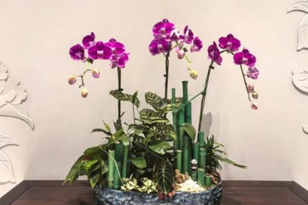 蝴蝶兰怎样管理，喜欢温暖湿润的生长环境
