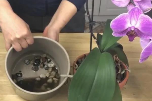 蝴蝶兰怎样管理，喜欢温暖湿润的生长环境