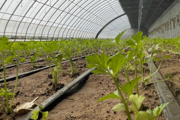 大棚取暖灯的亩用量，一般需要安装30个左右