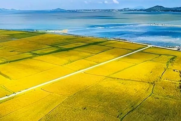 海水稻运用了什么技术,采取基因测序技术及其它辅助育种技术培育而成
