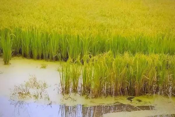 海水稻运用了什么技术,采取基因测序技术及其它辅助育种技术培育而成