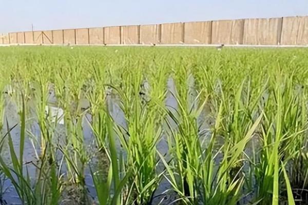 海水稻运用了什么技术,采取基因测序技术及其它辅助育种技术培育而成