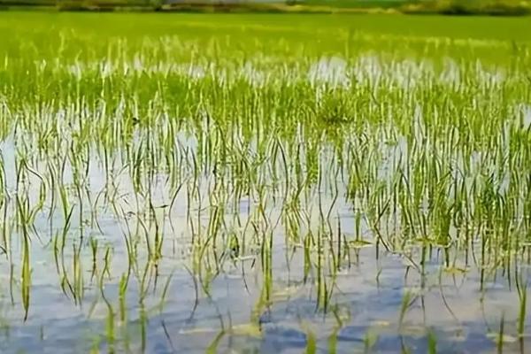 海水稻运用了什么技术,采取基因测序技术及其它辅助育种技术培育而成