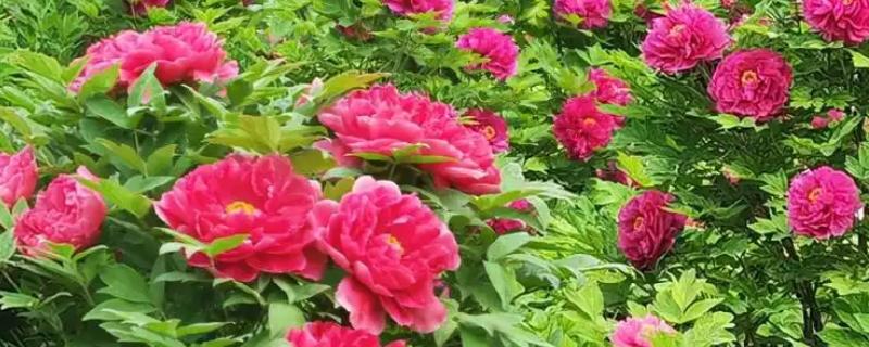 牡丹有哪些美称，又叫富贵花、木芍药等