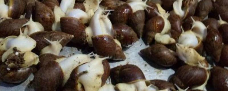 白玉蜗牛有毒吗，白玉蜗牛没有毒