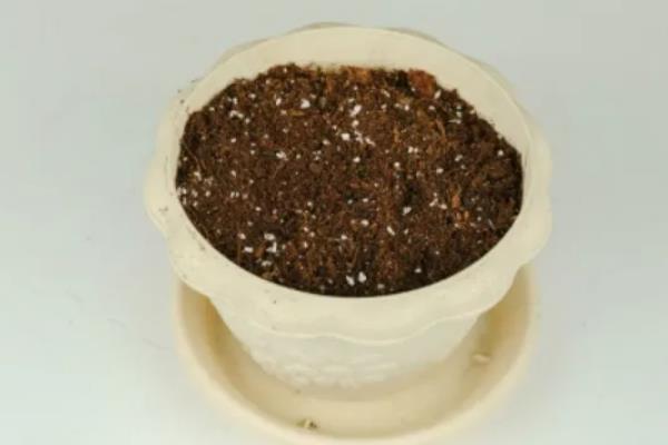 怎么在阳台上种蒜苗，定期喷施多菌灵可让植株健康生长