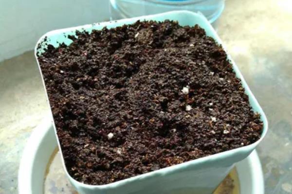 怎么在阳台上种蒜苗，定期喷施多菌灵可让植株健康生长
