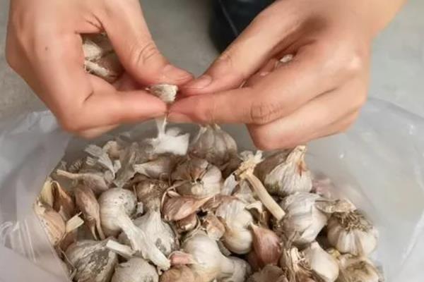 怎么在阳台上种蒜苗，定期喷施多菌灵可让植株健康生长