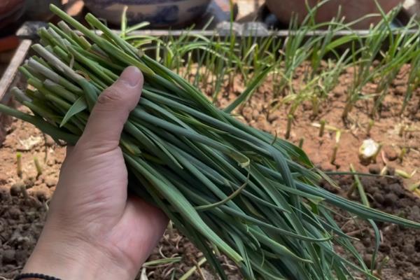 怎么在阳台上种蒜苗，定期喷施多菌灵可让植株健康生长