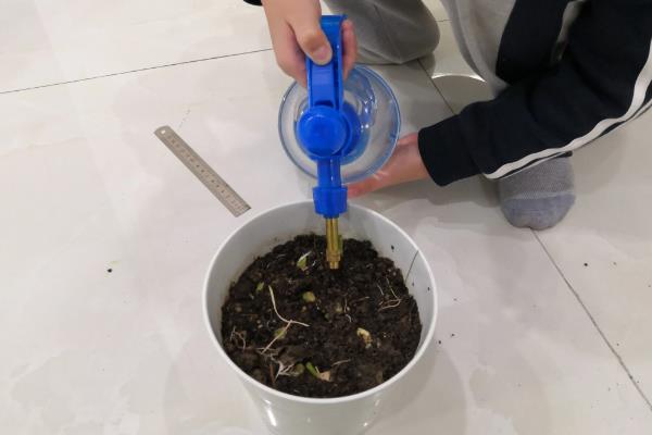 怎么在阳台上种蒜苗，定期喷施多菌灵可让植株健康生长