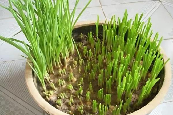 怎么在阳台上种蒜苗，定期喷施多菌灵可让植株健康生长