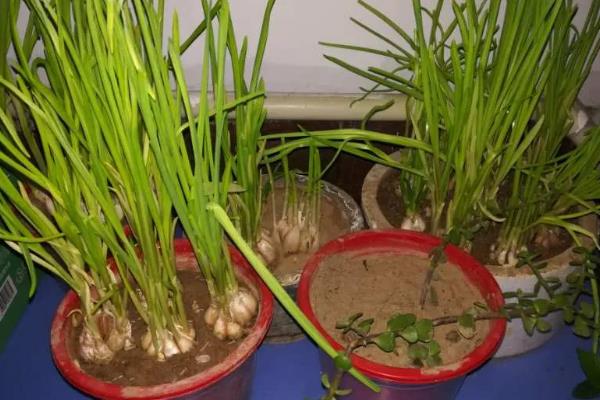 怎么在阳台上种蒜苗，定期喷施多菌灵可让植株健康生长