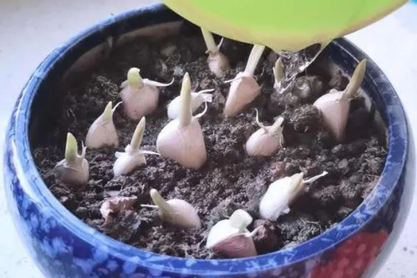 怎么在阳台上种蒜苗，定期喷施多菌灵可让植株健康生长