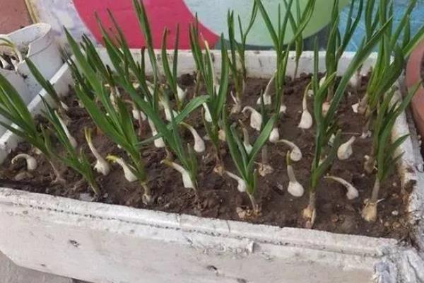 怎么在阳台上种蒜苗，定期喷施多菌灵可让植株健康生长