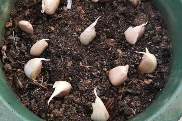 怎么在阳台上种蒜苗，定期喷施多菌灵可让植株健康生长