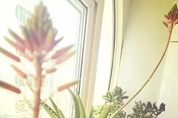 芦荟会不会开花，养殖三年可开花