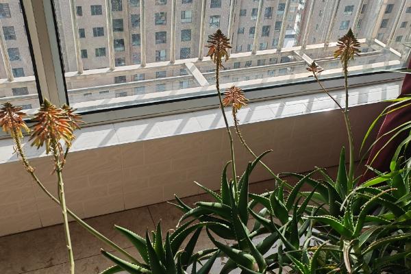 芦荟会不会开花，养殖三年可开花