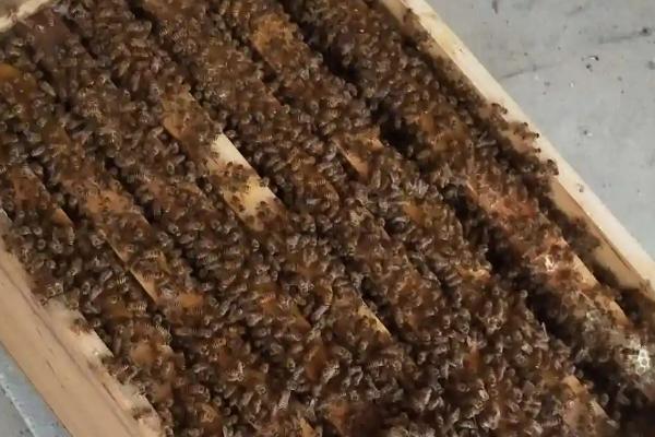 中华蜜蜂的养殖技术，可引进优良蜂种
