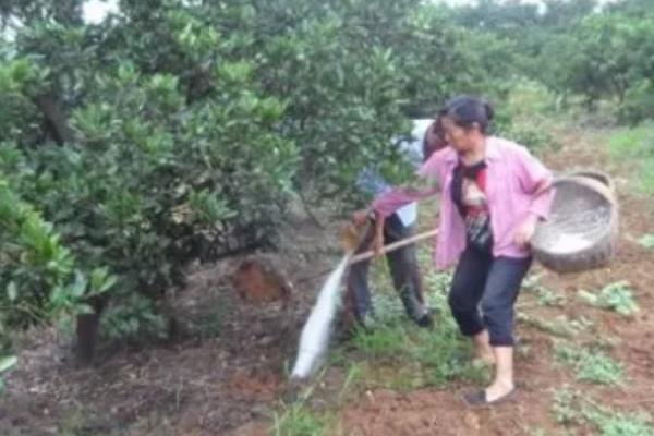 沙田柚的高产栽培方法，剪除长势强、过密过长的外部枝条可提高开花结果率