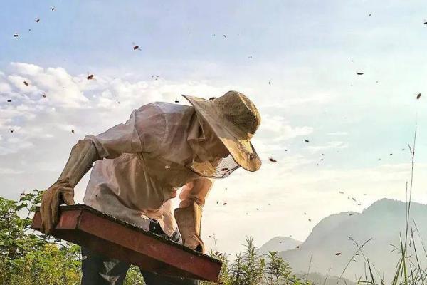 中华蜜蜂的养殖技术，可引进优良蜂种