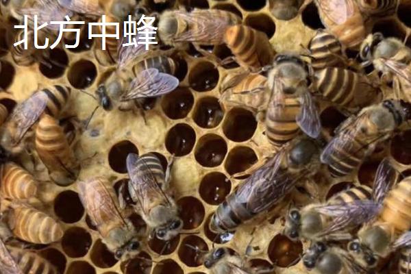 中华蜜蜂的养殖技术，可引进优良蜂种