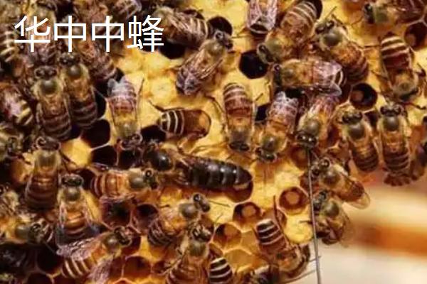 中华蜜蜂的养殖技术，可引进优良蜂种